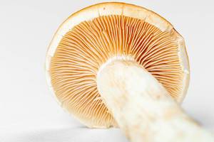 Close-up of mushroom mycelium on a white background (Flip 2020)