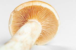 Close-up of mushroom mycelium on a white background
