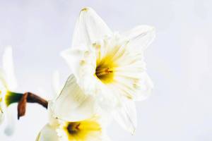 Close up of narcissus flower