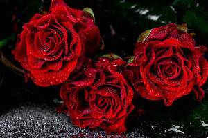 Close up of red roses with water drops (Flip 2019)