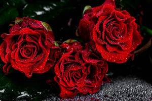 Close up of red roses with water drops