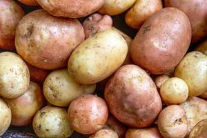 Close up of ripe raw young potatoes