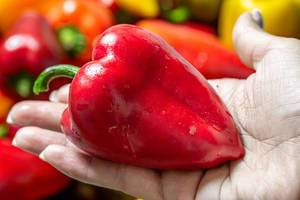 Close-up of ripe red bell pepper in female hand (Flip 2019)
