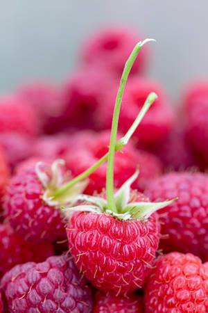 Close-up of ripe red raspberry