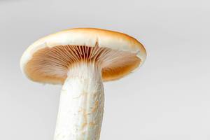Close-up of the Royal mushroom on a white background (Flip 2020)
