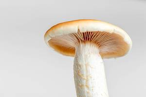 Close-up of the Royal mushroom on a white background
