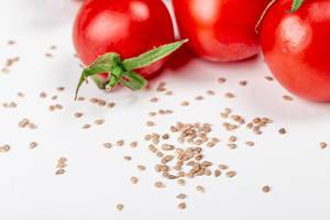 Close-up of tomato seeds and fresh tomatoes (Flip 2020)