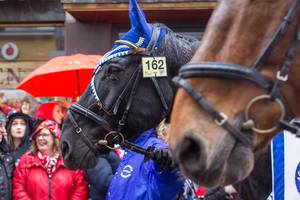 Close-up of two horses with carnival decoration in blue and white belonging to the traditional carnival society of the Blaue Funken in Cologne