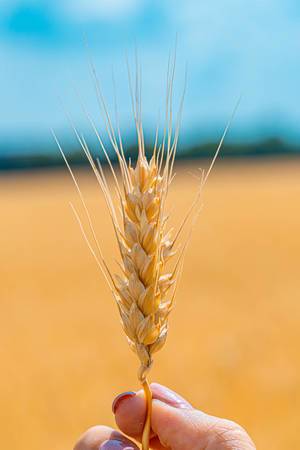Close-up of wheat ears in hand (Flip 2019)