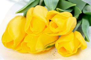 Close- up of yellow tulips with water droplets (Flip 2020)