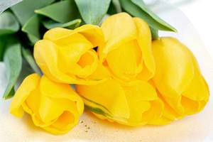 Close-up-of-yellow-tulips-with-water-droplets.jpg
