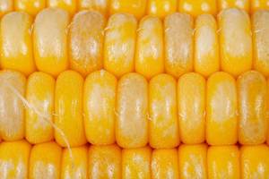 Close-up of young corn grains background (Flip 2020)