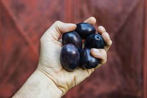 Close Up on a Hand Holding Ripe Plums