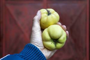 Close up on a Hand Holding Two Quinces