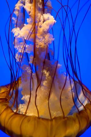 Close-up on orange jellyfish tentacles
