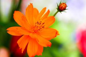 close up orange flower with a green background