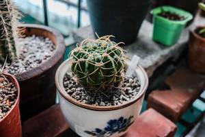 Close up shot of small cactus