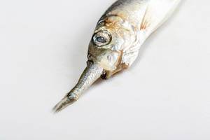 Close-up von einem kleinen Fisch im Maul eines großen Fisch auf einem weißen Hintergrund