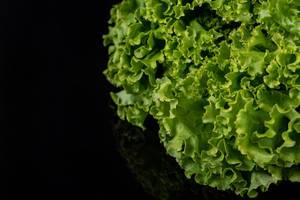 Closeup of Fresh Green Lettuce Salad above black reflective background (Flip 2019)