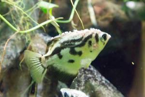 Clouded Archerfish (Toxotes blythii) at Shedd Aquarium