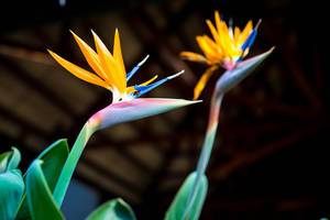 Colorful bird of paradise flowers
