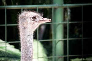 Common female ostrich