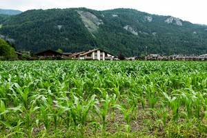 Corn plantation field in the Alps (Flip 2019)