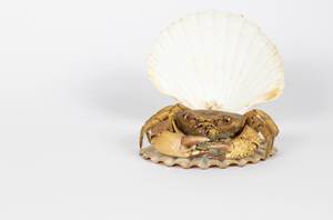 Crab in the shell