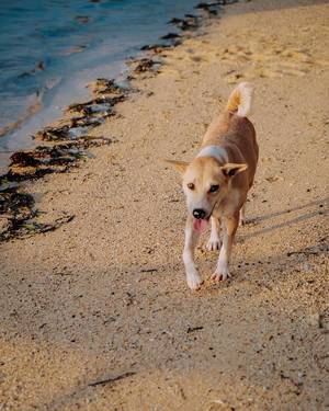 Cute puppy wandering on the shore (Flip 2019)