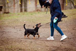 Dachshund  Playing Outdoors With Girl (1).jpg