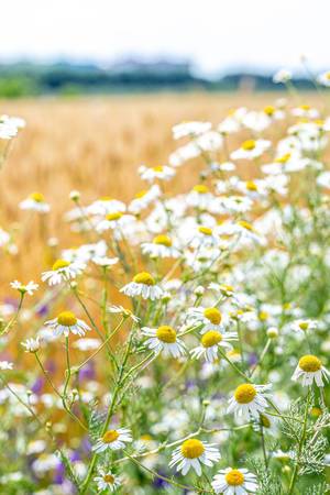 Daisies flowers in the field (Flip 2019)
