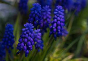Decorative Muscari flowers at spring time