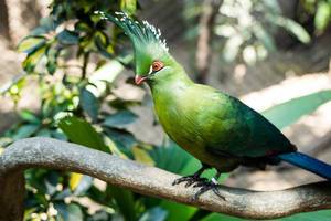 Der grüne Guinea-Turaco wird auch Lourie genannt und hat dekorative Kopffedern