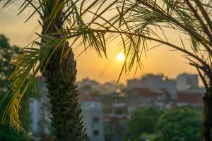 Der Sonnenuntergang in Hanoi mit Palmen im Vordergrund