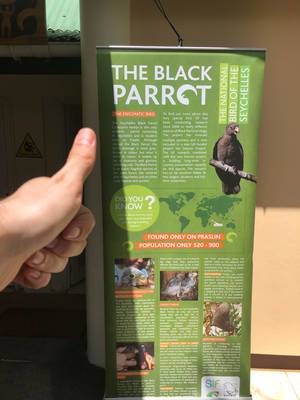Description of the Seychelles Black Parrot in Grand