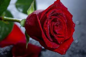 Die mit Wassertropfen bestäubte Blüte einer roten Rose in der Nahaufnahme