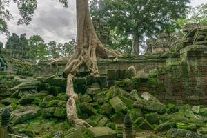 Die von Bäumen überwachsenen Ta Phrom Tempelruinen im Angkor Thom Komplex in Siem Reap