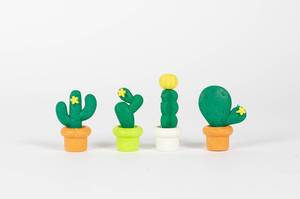 Different cactus flowers