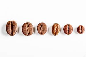 Different grains of coffee on a white background