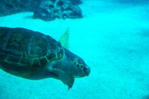 Diving sea turtle (Flip 2019)