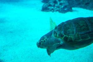 Diving sea turtle
