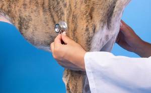 Dog being examined by professional veterinarian
