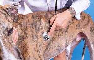 Dog examination by veterinary doctor with stethoscope in clinic