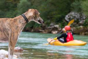 Dog watching man on kayak