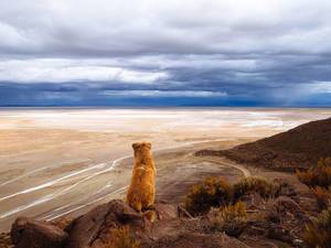Dog watching over dead sault desert / Hund wacht über tote sault Wüste