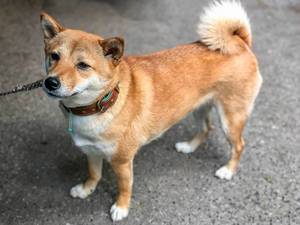 Doge Meme: Japanische Hunderasse Shiba und Vorbild für den DogeCoin