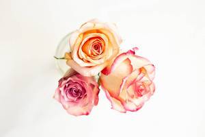 Draufsicht von kleinen bunten Rosen auf weißem Hintergrund