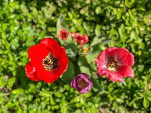 Draufsicht von Tulpen verschiedener Farben