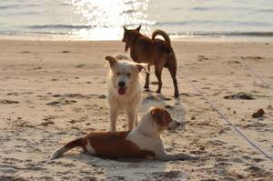 Drei Hunde auf einem Strand