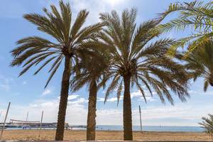 Drei Palmen am Strand Platja del Somorrostro neben der Universitat Pompeu Fabra Campus del Mar und vor der Mittelmeerküste Barcelonas, Spanien